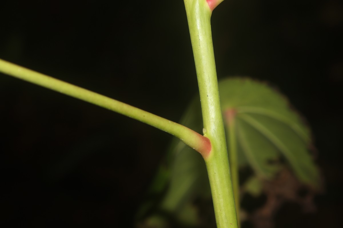 Hernandia nymphaeifolia (C.Presl) Kubitzki